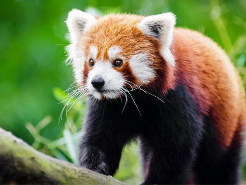 Red Panda Picture