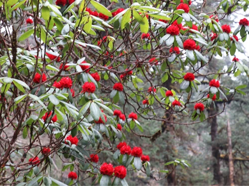 Wild Flower Treks Nepal