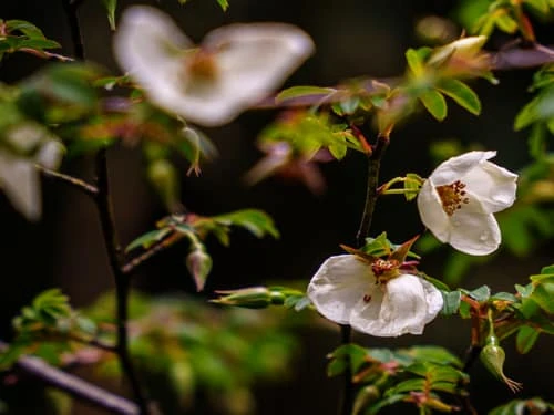 wild flowers in bloom along a forest trail in Nepal in september