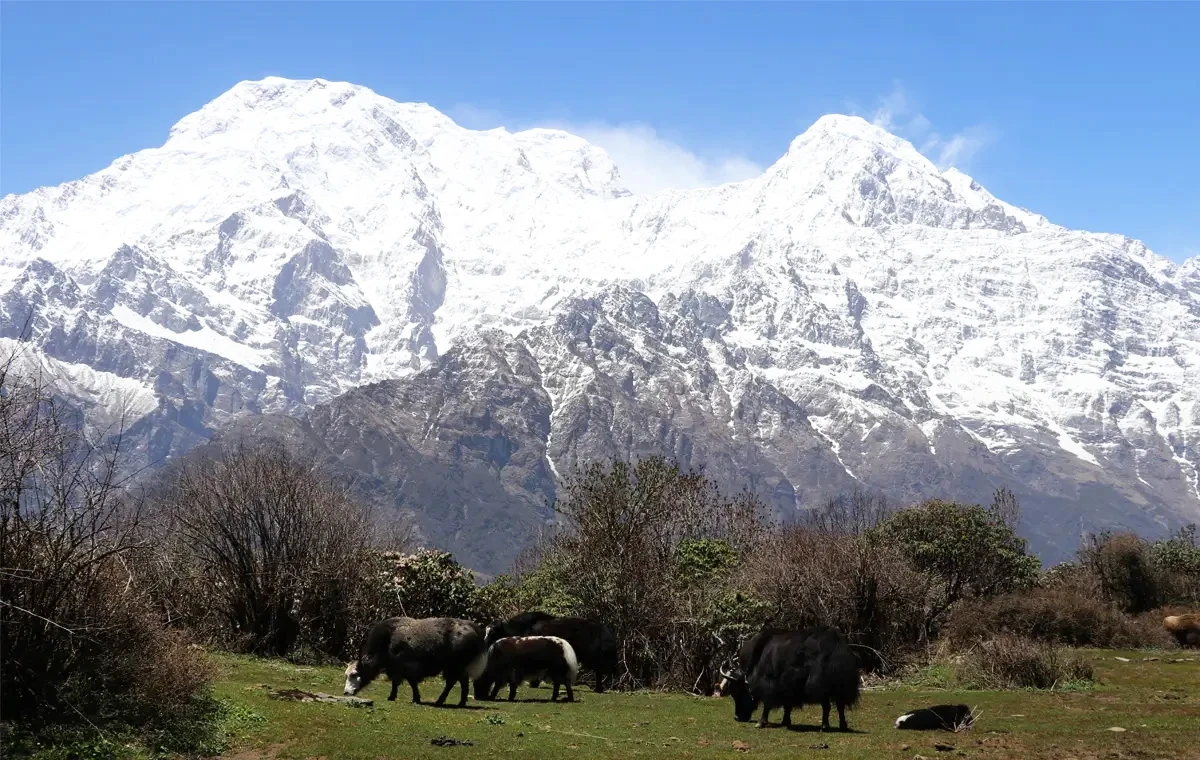 Animals grazing on Mardi Himal