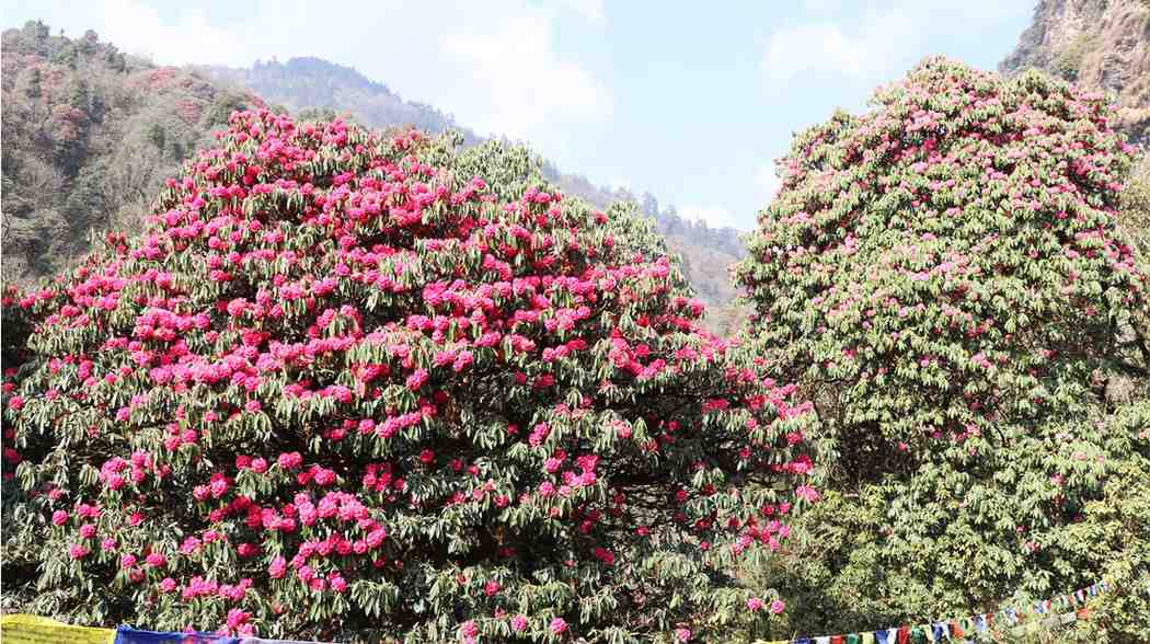 Rhododendron forests in Ghorepani Poon Hill Area Nepal