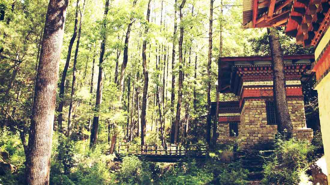 Peaceful forest captured in Bhutan Tour