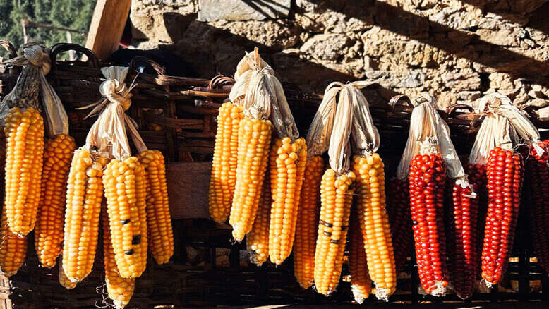 Locally grown corns in Langtang Region