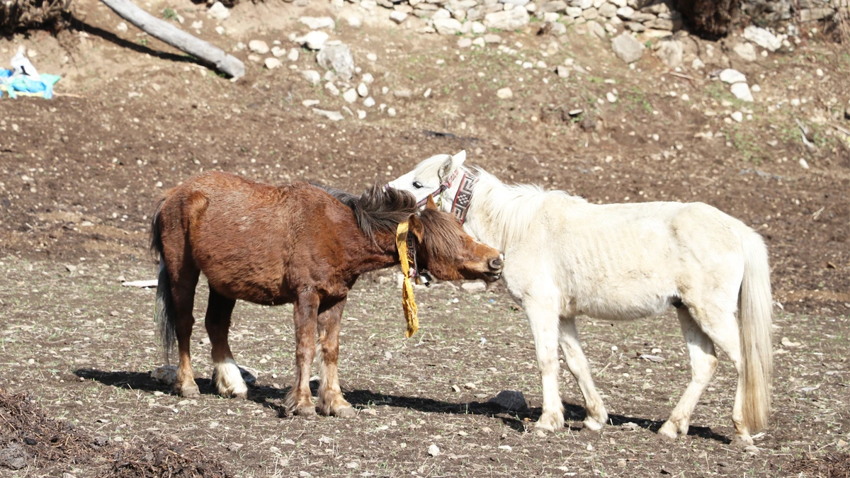 Joyful moment of animals in Manaslu Circuit Trek