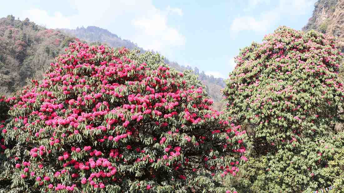 Beautiful rhododendron forest in Mardi Himal Trail