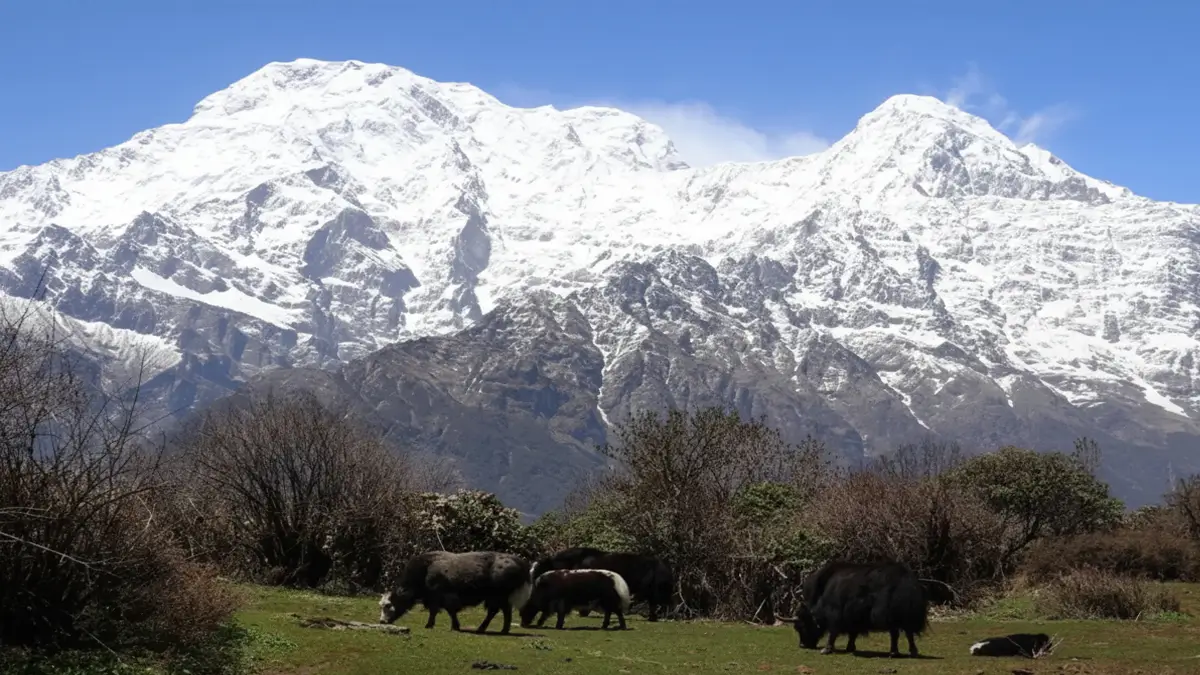 Mardi Himal Trek Yaks
