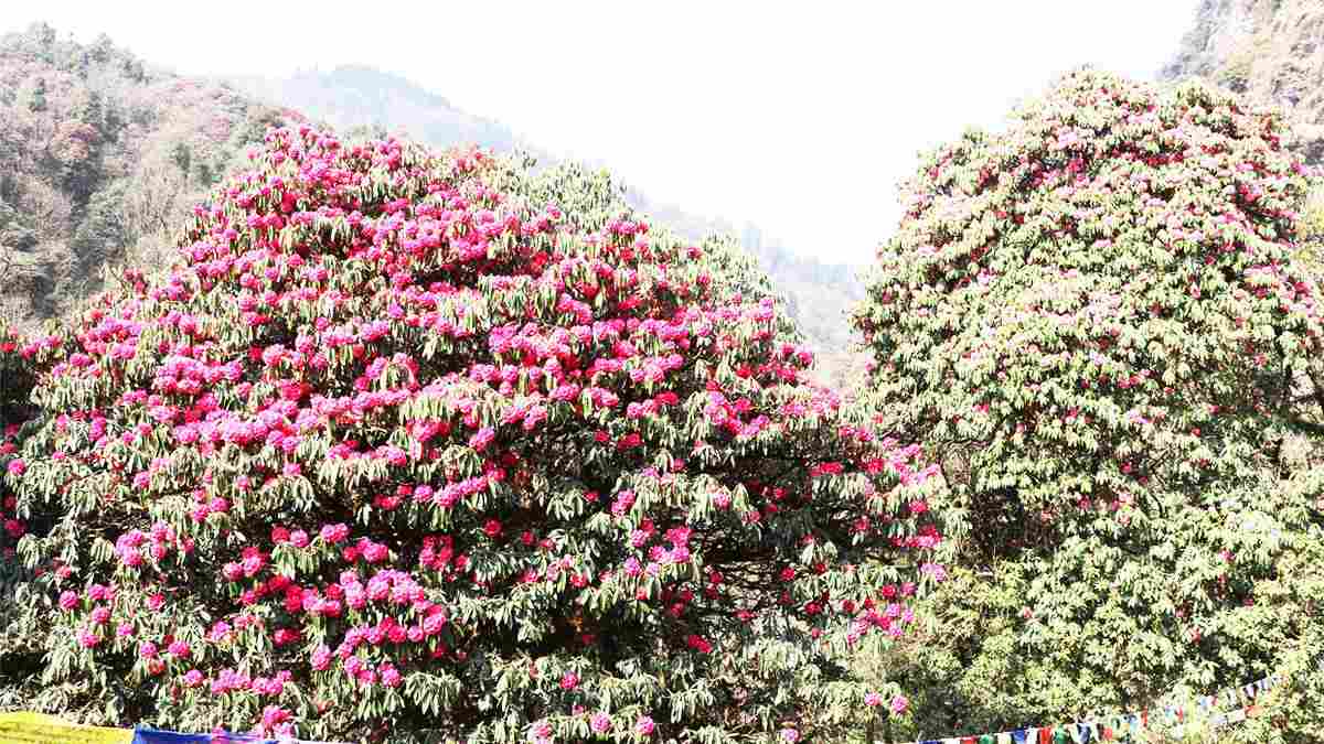 Wellness in Rhododendron Forest on the way to Himalaya