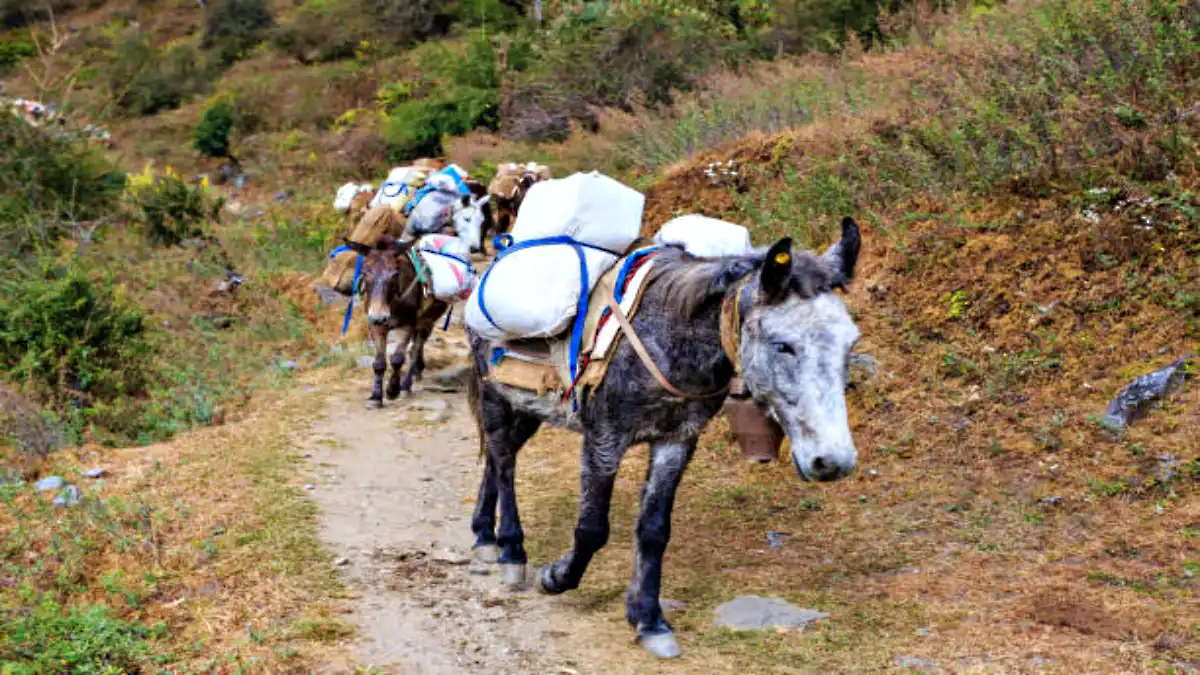 mule train carrying supplies on a narrow ABC trail