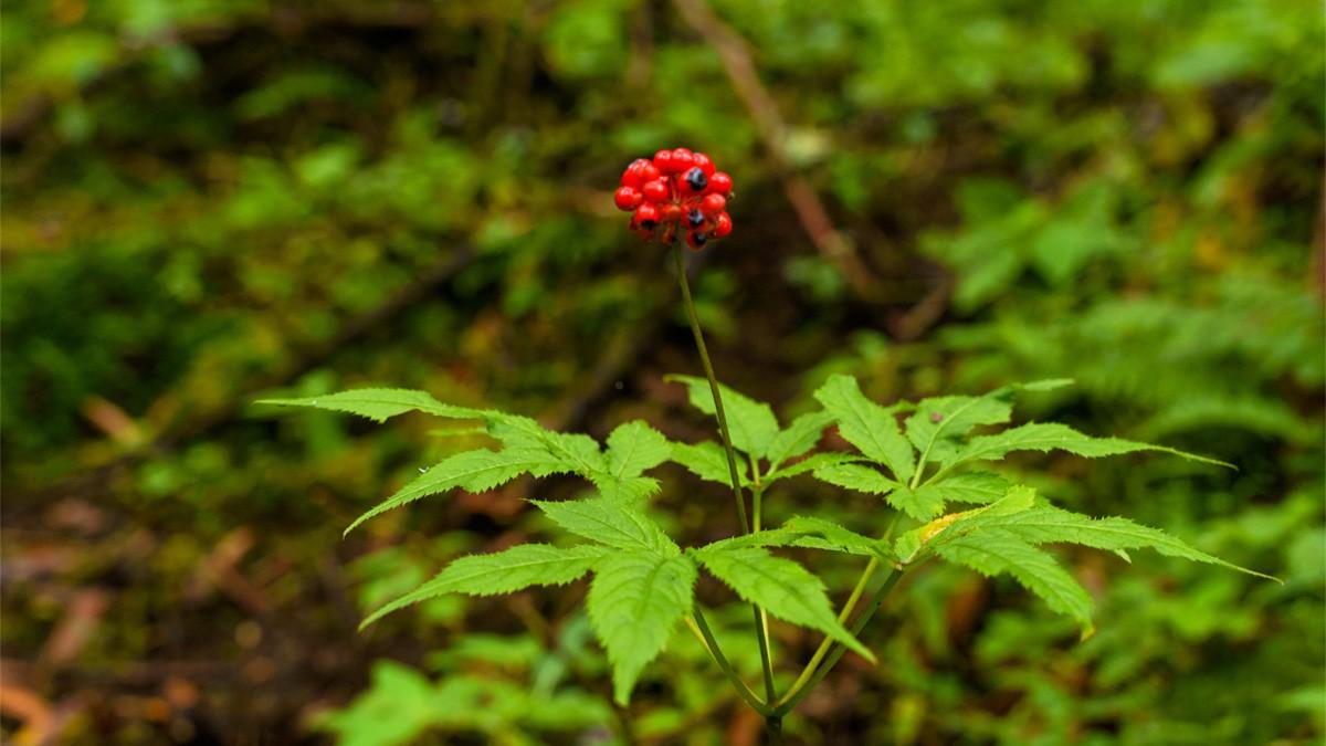 Mardi Himal Trek is a home to unique wildflowers
