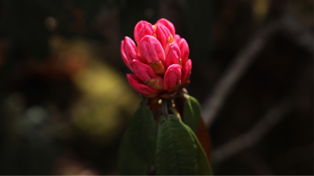 Wildflower captured in Rara Lake Trek Nepal