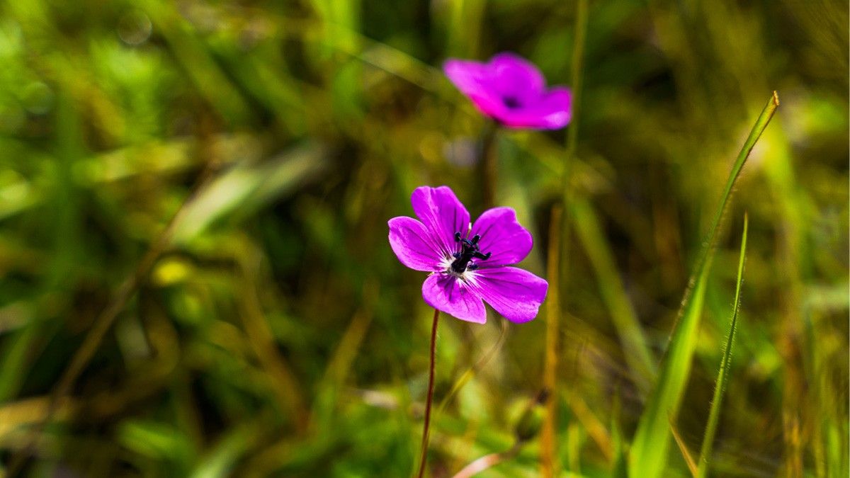 Lovely picture taken in Wildflower trek near Kathmandu