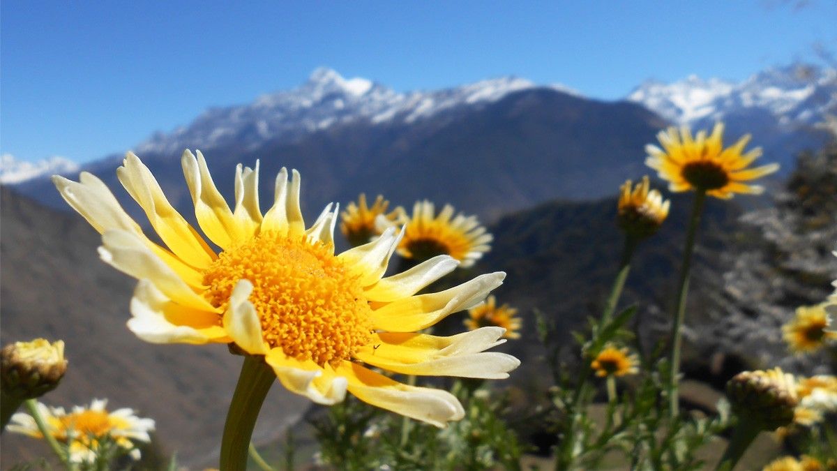 Lovely wildflower above 3000 m