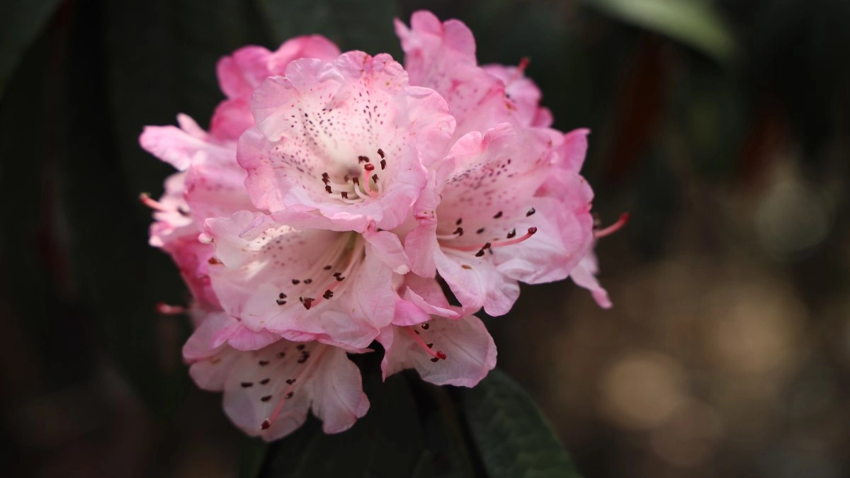 Rhododendron Flower bloom
