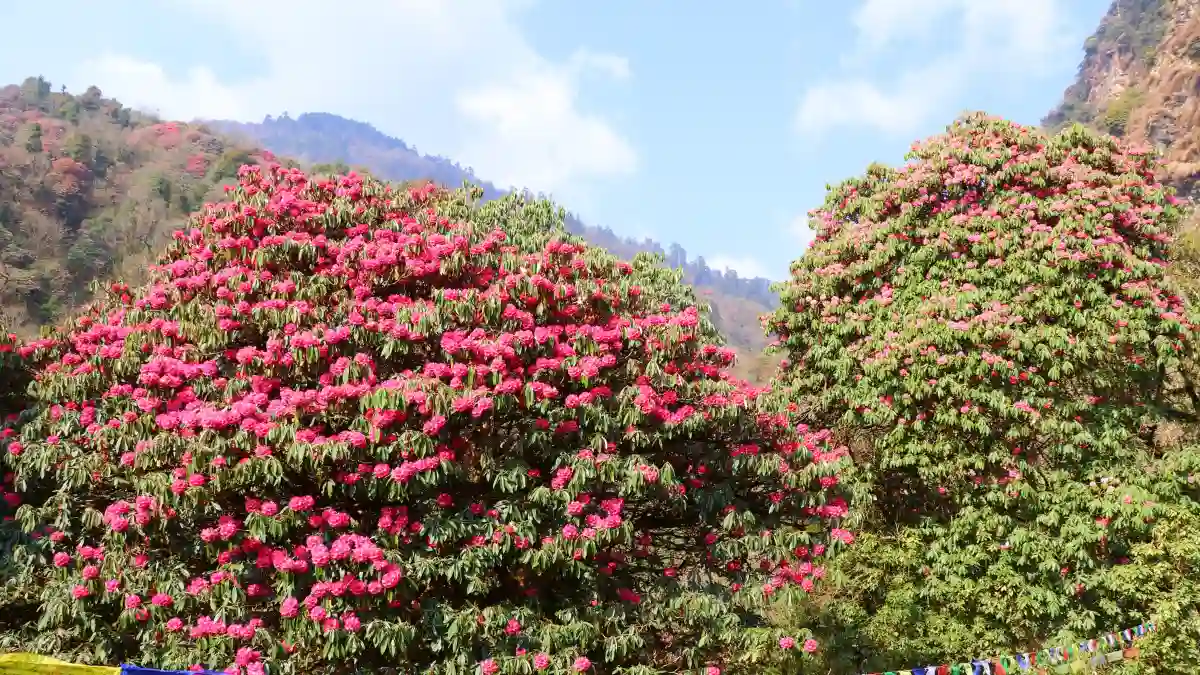 Rhododendron Trees Along the Annapurna Base camp Trial
