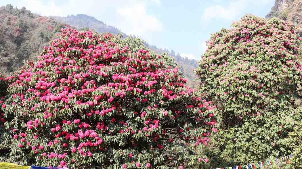 Ghorepani Poon Hill