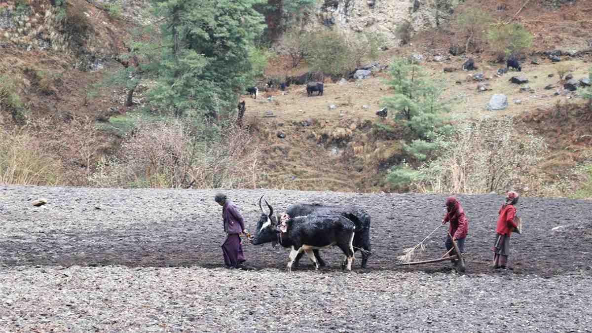 Brave local females cultivating land in Manaslu Region