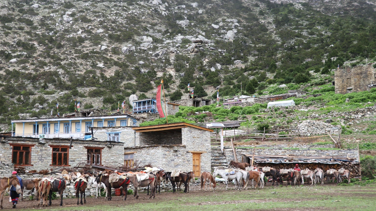 Horses in Kang La Pass 