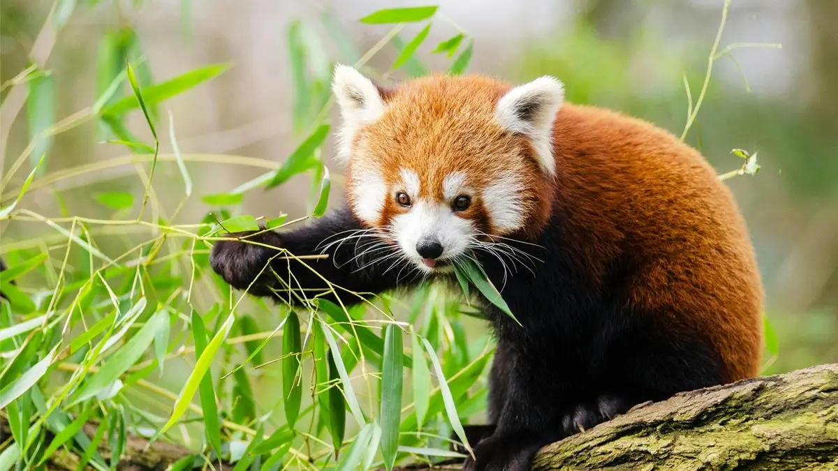 Langtang National Park is the home of Red Panda