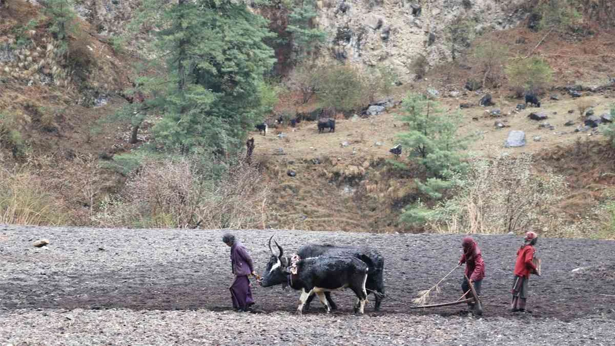 Local lifestyle in Manaslu Region