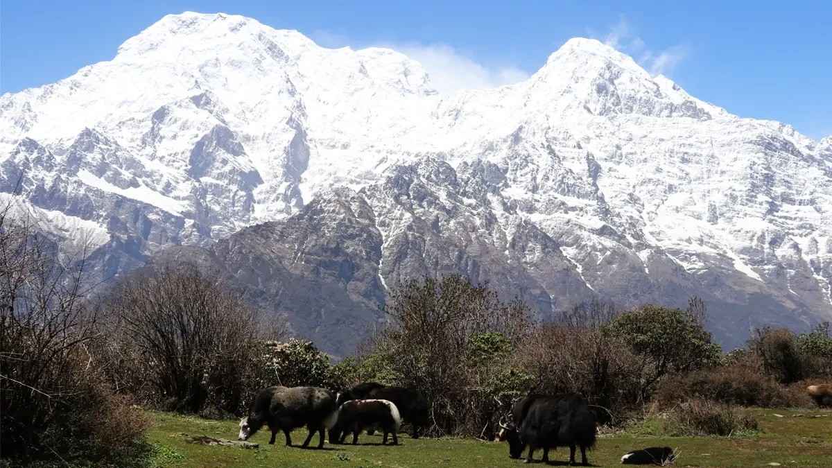 Beautiful local view in Mardi Trek Nepal