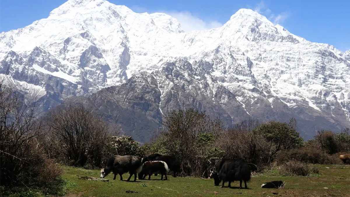 Animals grazing in Mardi Himal Trek Route