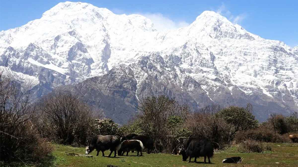 Beautiful scenario of animals grazing in Mardi Himal Trail