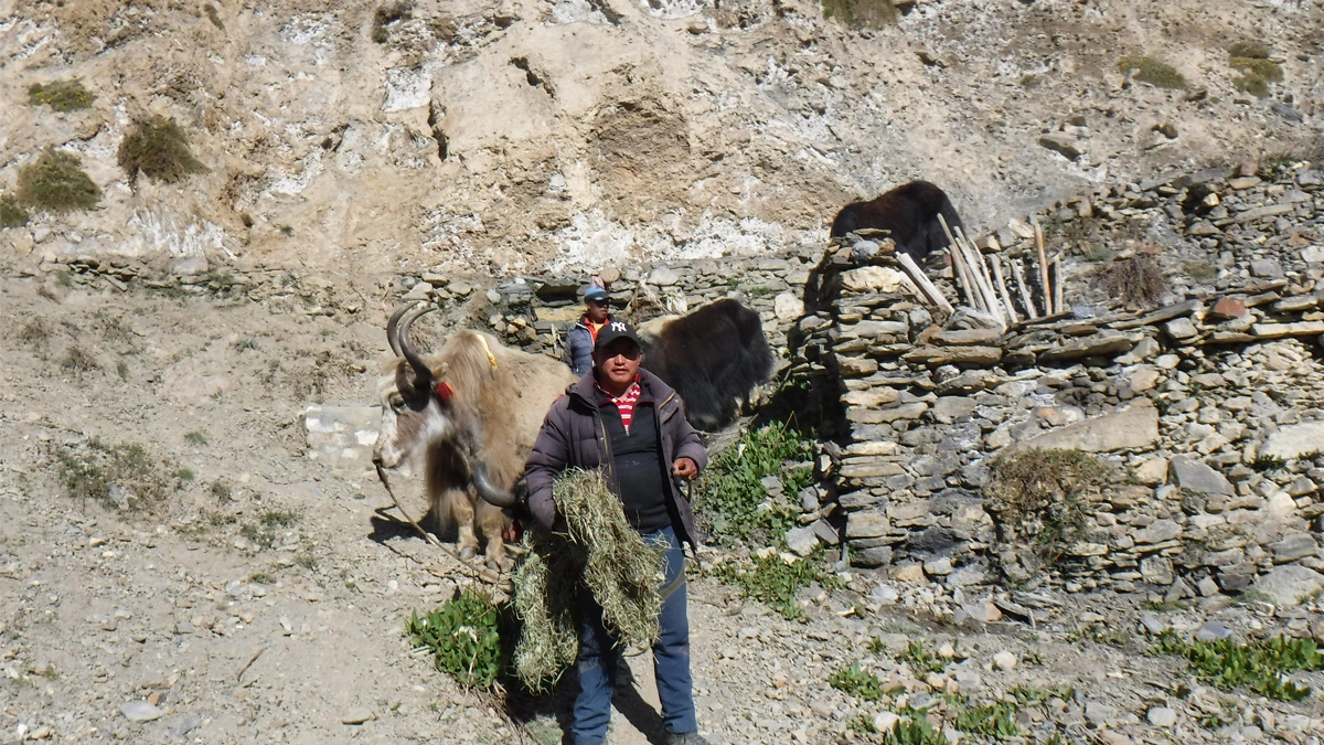 Local people showing local lifestyle in Nar Phu Valley trek