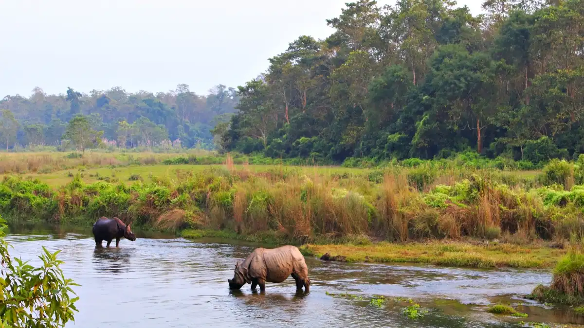 Rhinos in Chitwan National Park