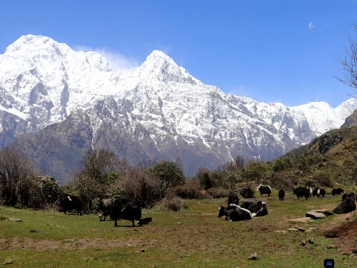 Mount Annapurna South