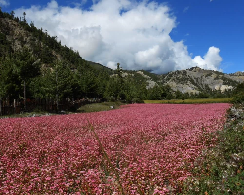 Annapurna Circuit Trek ()