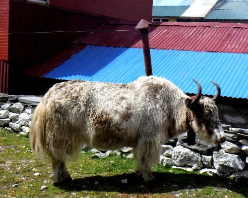 Ebc Gokyo Lake Trekking
