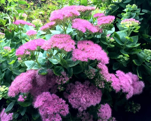 Everest Panorama Trek ()