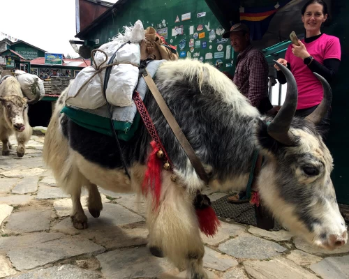 Everest Panorama Trek ()