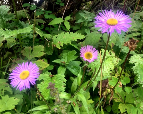 Everest Panorama Trek ()