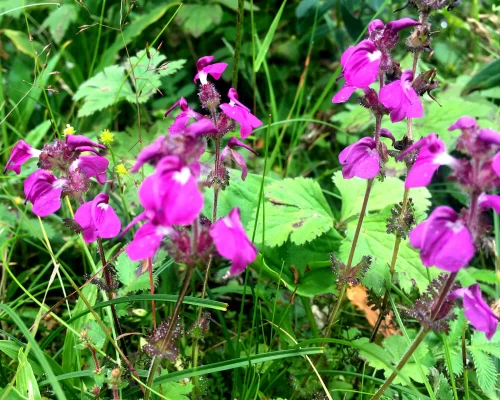Everest View Trek ()