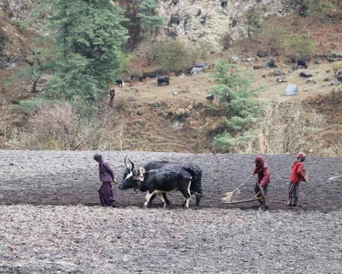 Local Life In Manaslu