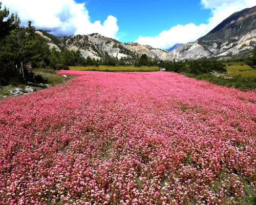 Manang Valley Buckwheat