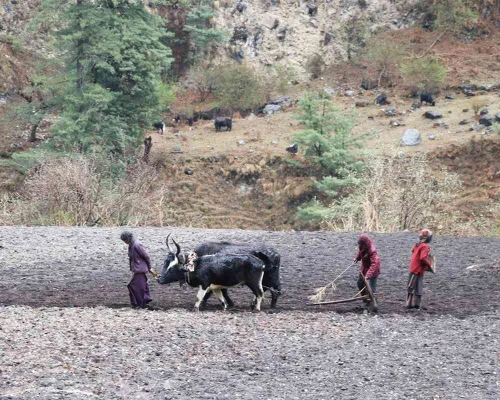 Manaslu Trek Agriculture Scene