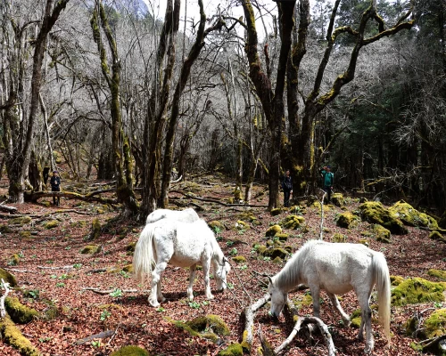 Manaslu Wild Horse