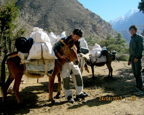 Mules On Upper Dolpo Trek