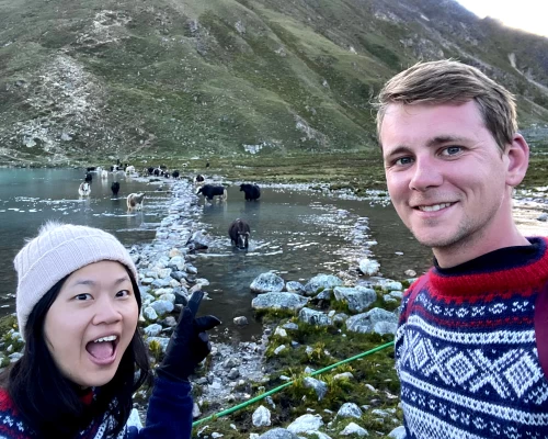 Trekkers Enjoying Yaks At Gokyo Lakes