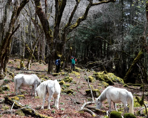 White Horses On Manaslu Treking Trail