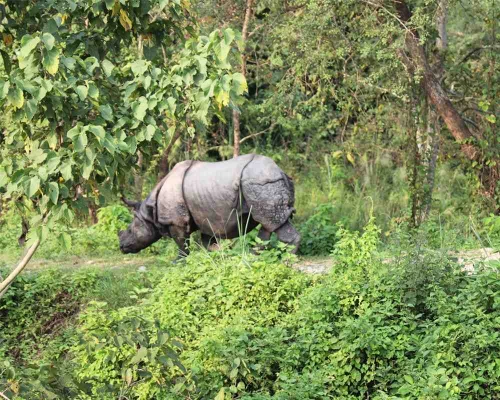 Wildlife Safari In Nepal