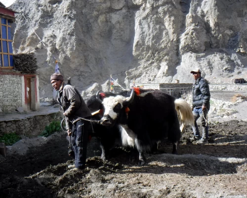 Yak Ploughing In Phu Village