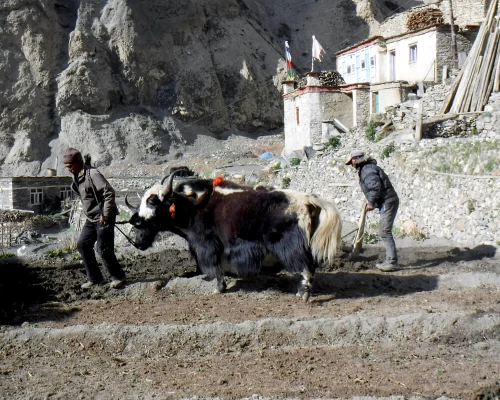 Yak Ploughing In Phu