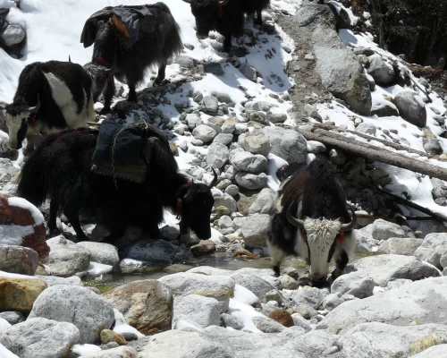 Yaks Lumba Sumba Pass Trek