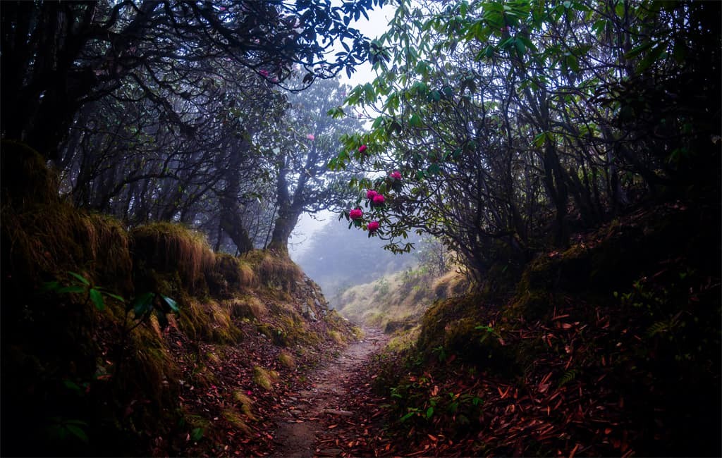 September Rhododendron Nepal Weather in September 2026: Temperature & Rain Guide